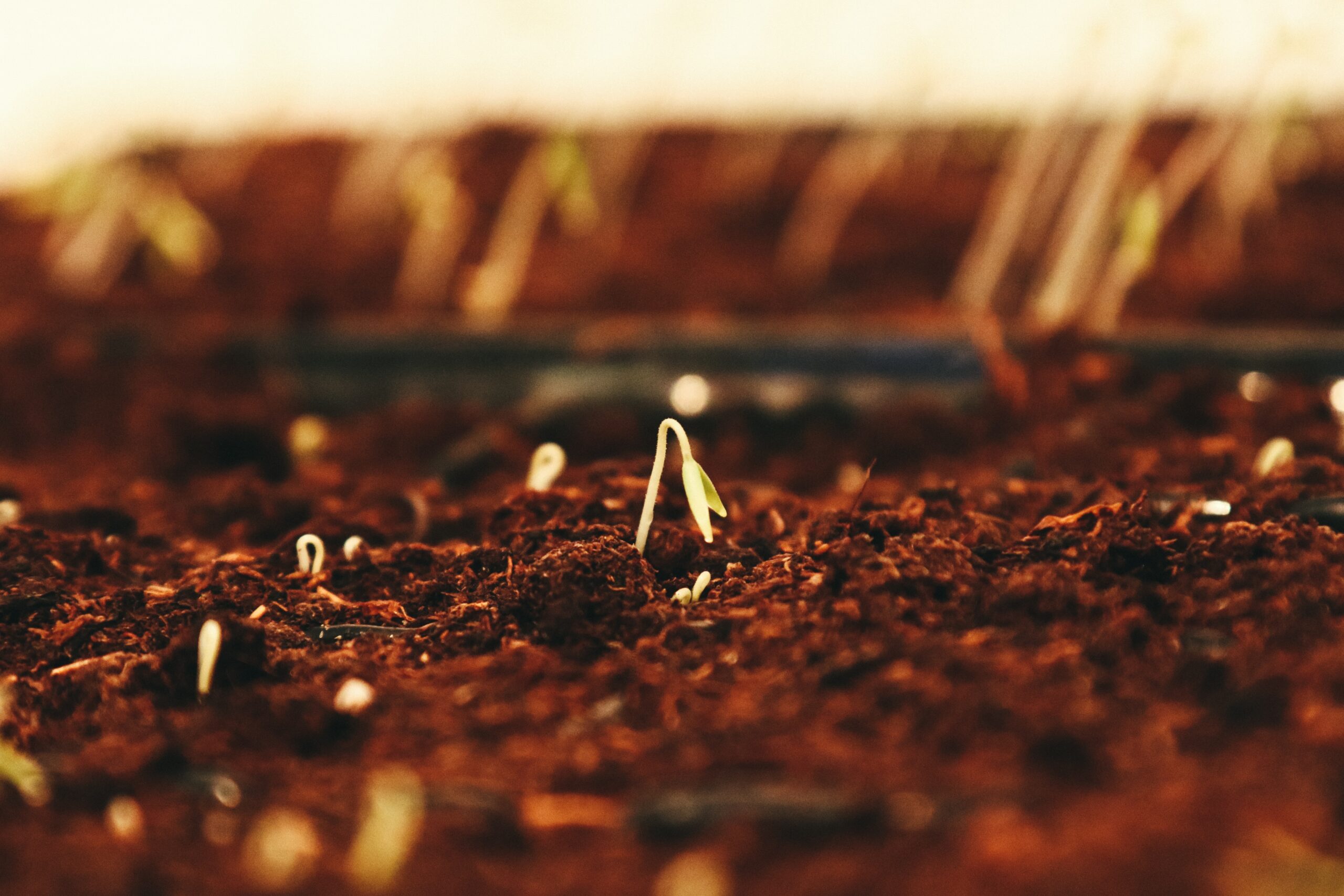 Siembra de grano con sinfín-hidráulico - JARAINOX - jametlene reskp vSVfPr2Uy3U unsplash